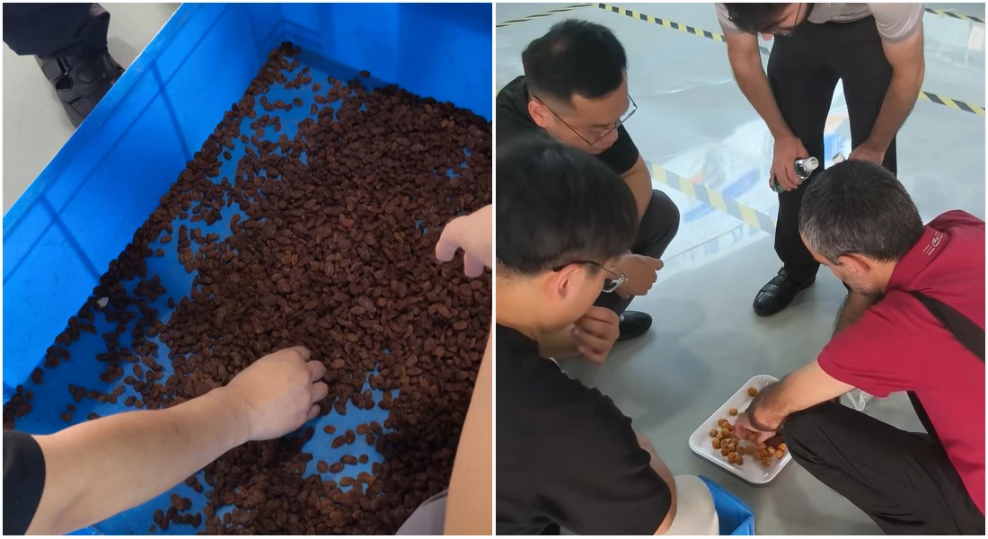 Overseas clients bring their own raw materials for on-site real machine sorting tests with the APEX technical team