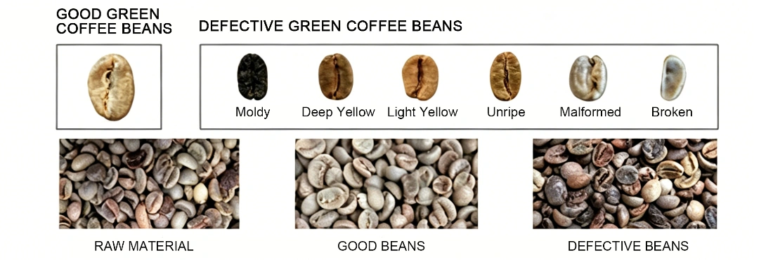 Comparaison du tri des grains de café vert non transformés par la mini-trieuse M32+AI, classant les grains de café crus intacts et qualifiés et divers grains défectueux, y compris les grains moisis, les grains jaunis, les grains immatures, les particules déformées et cassées.