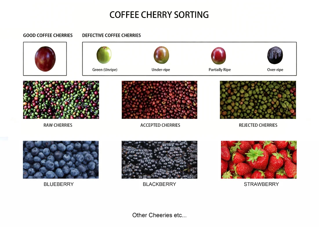 Diagrama de exibição do efeito de classificação da classificadora de cores de correia de baixa velocidade APEX LM, com foco na classificação de maturação de cerejas de café e na triagem de diversas frutas frescas. O equipamento classifica cerejas de café maduras e qualificadas e rejeita frutas defeituosas verdes, submaduras, parcialmente maduras e excessivamente podres por meio de reconhecimento CCD de alta precisão. Também é aplicável à classificação e purificação com baixa perda de mirtilos, amoras, morangos e outras frutas frescas macias e facilmente deformáveis. A estrutura de transporte de baixa velocidade combinada evita eficazmente danos por extrusão das frutas, mantendo a forma original completa das frutas frágeis durante a classificação.