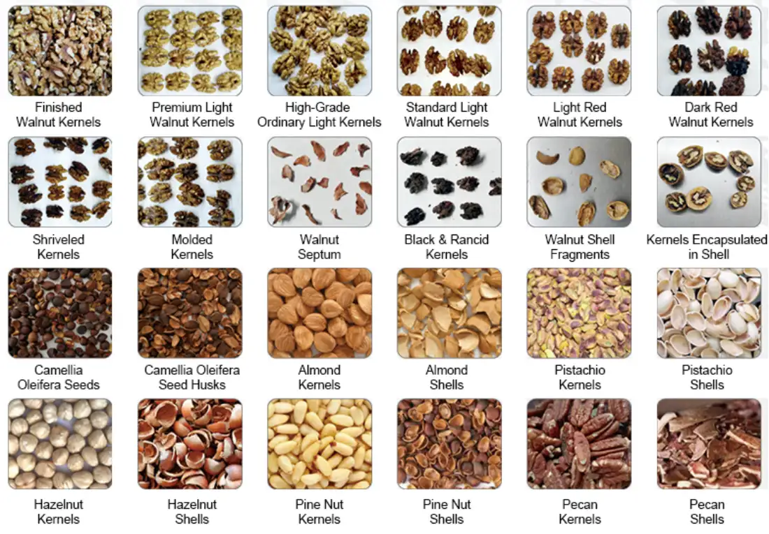 Tableau comparatif des performances de tri de la trieuse à bande infrarouge double vue APEX LS+ pour noix, couvrant les cerneaux de noix calibrés et plusieurs autres fruits à coque courants, notamment les amandes, les pistaches, les noisettes, les pignons de pin et les noix de pécan. Le balayage infrarouge à 360° double vue, associé à une caméra CCD couleur, permet de classer les cerneaux de noix par couleur, tout en éliminant avec précision les cerneaux ratatinés, moisis, rances, les fragments de coque et autres impuretés dissimulées sous les noix empilées. La structure de convoyage à bande sans perte prévient efficacement la fragmentation des cerneaux lors du tri de gros volumes de noix.