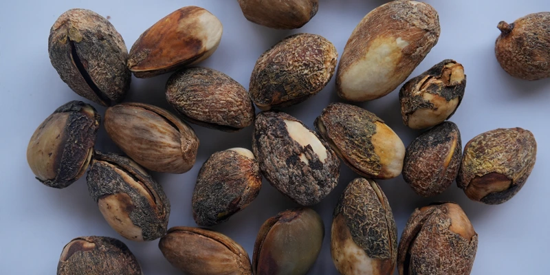 Matières premières de pistaches défectueuses rejetées par le trieur de noix intelligent Model N AI, notamment les coques carbonisées, les taches de moisissure, les amandes détériorées et les décolorations irrégulières détectées par l'algorithme d'identification des micro-défauts par IA
