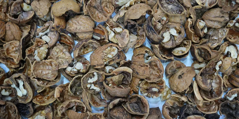Defective walnut mixture rejected by Model N dual-detection nut sorting machine, including deteriorated kernels, hollow walnut flesh, moldy fragments and residual walnut shells captured via infrared internal kernel scanning technology