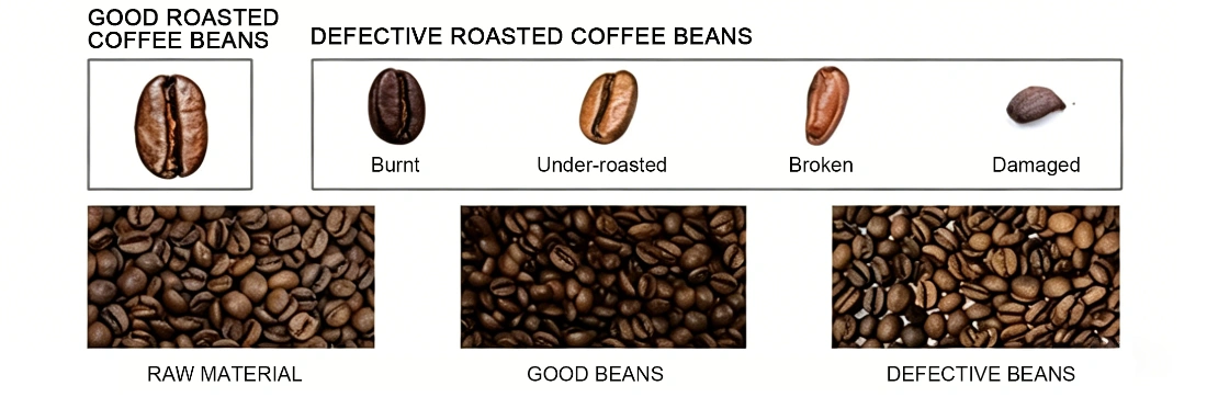 Affichage de l'effet de tri des grains de café torréfiés avec la machine de tri compacte M32+AI, éliminant efficacement les grains trop brûlés, les grains insuffisamment torréfiés, les fragments fissurés et les grains de café défectueux endommagés pour obtenir des matières premières de café torréfié pur.