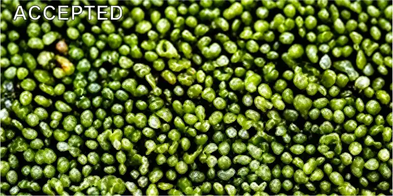 Pure qualified mung beans sorted by APEX Model A economical grain color sorter, uniform color and clean grain surface for commercial grain finished products