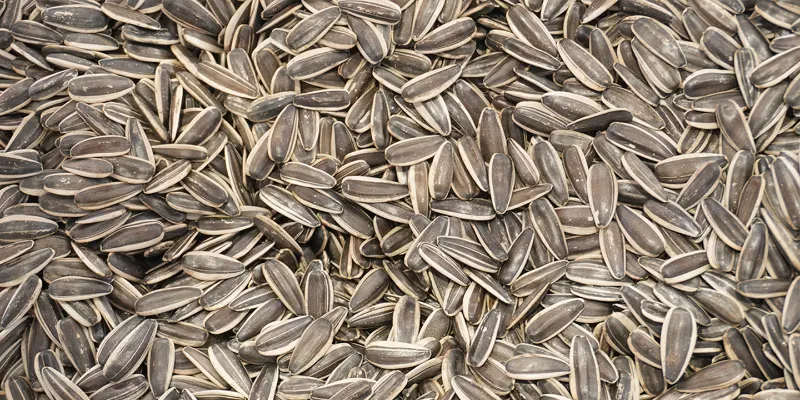 Clean and intact qualified sunflower seeds sorted by APEX Model N+ dual-view infrared nut color sorter with uniform color and healthy internal texture